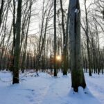 Можливі сильні морози та снігопади: якої погоди чекати українцям взимку