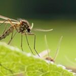 Як позбавитися від комарів за допомогою пластикової пляшки (фото)