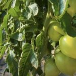 Скручується листя у томатів: аграрій розповів, як з цим боротися