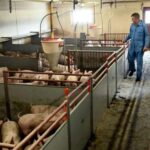 Данія запровадить перший в Європі податок на викиди вуглецю в сільському господарстві