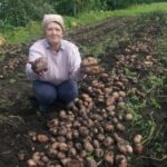 Як зберігати картоплю: прості правила, щоб вона цілий рік була смачною…