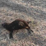 Зграя вовків влаштувала різанину на Одещині: загинули сотні овець, пастуха рятують…