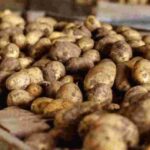 Секрет тривалого зберігання картоплі: що потрібно зробити з урожаєм, щоб бульба не проросла…