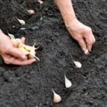 Садимо озимий часник: як це роблять вінницькі аграрії (відео)