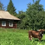 Нерухомість у Карпатах: хатинка з грубкою за 5 000 доларів та палаци в асортименті