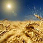 В Україні відчутно здорожчав гектар землі