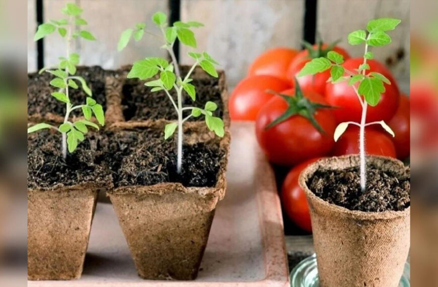 Томати обожнюють це добриво: фахівець дав&hellip;