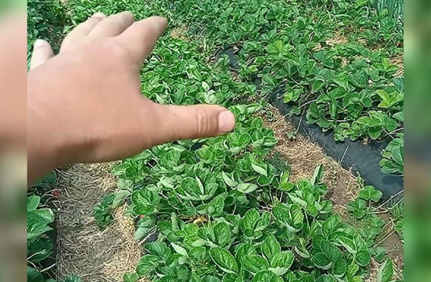 Полуниця не пробачає помилок: аграрій назвав&hellip;