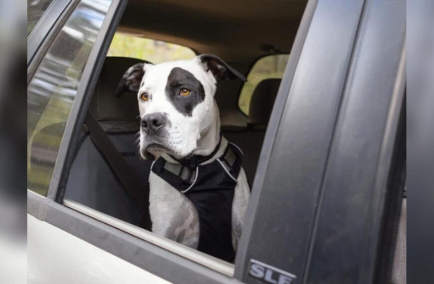 В Україні планують посилити вимоги до водіїв:&hellip;