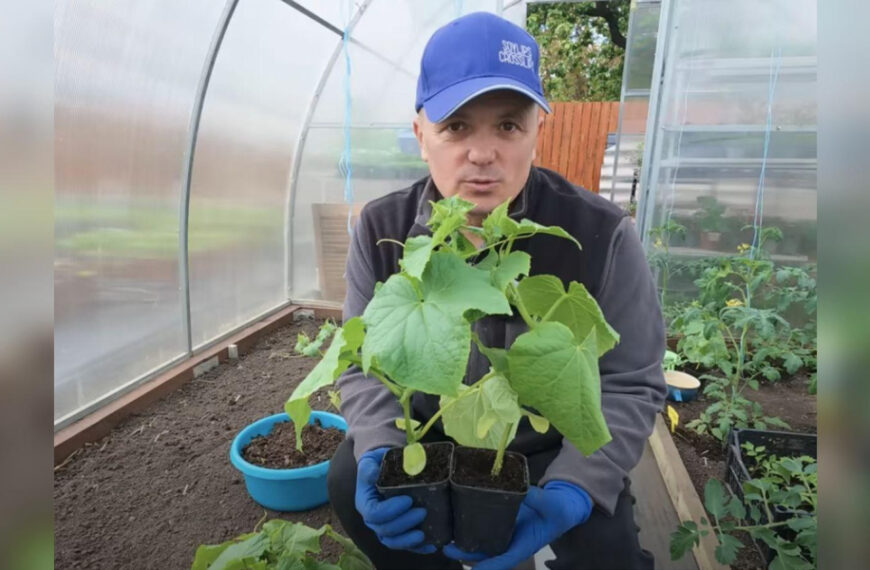 Розсада перестояла у горщиках через холодну…