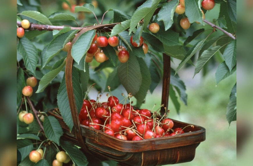Як позбутися черв’яків у черешні: три перевірені&hellip;
