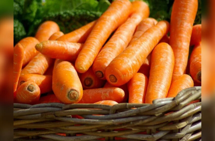 Травневе підживлення моркви: чому вона&hellip;