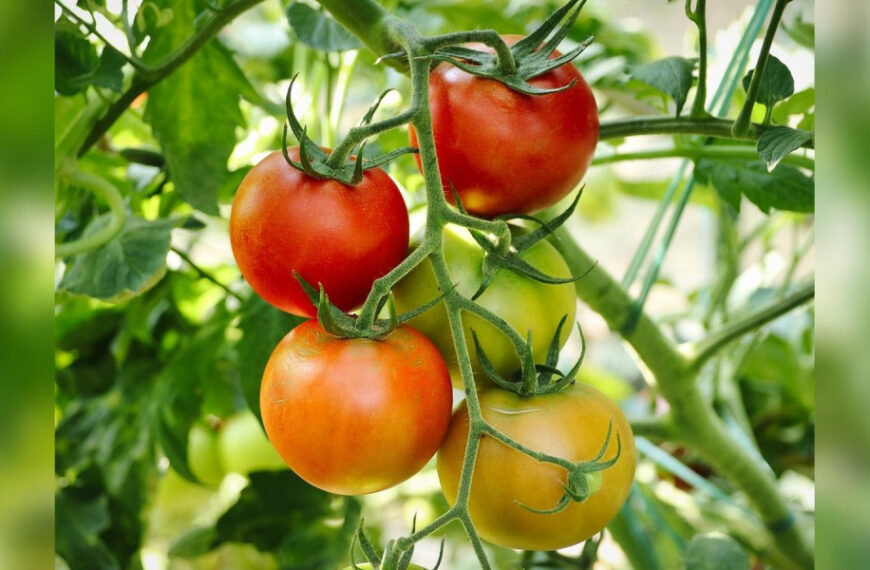 Застосуйте для поливу помідорів пластикову…