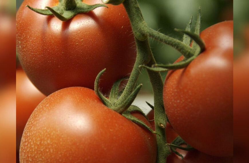 Лише одна таблетка — і томати не хворіють:…