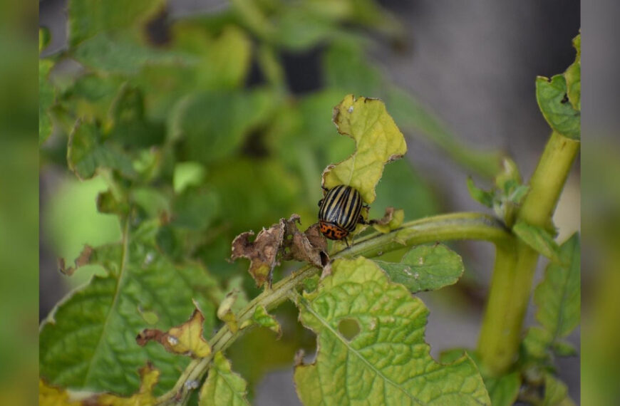 Що посадити поряд з картоплею, щоб назавжди…