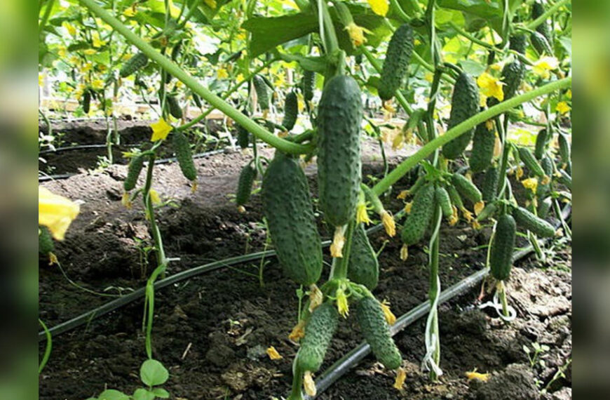 Як підживлювати огірки, щоб забезпечити рясний…