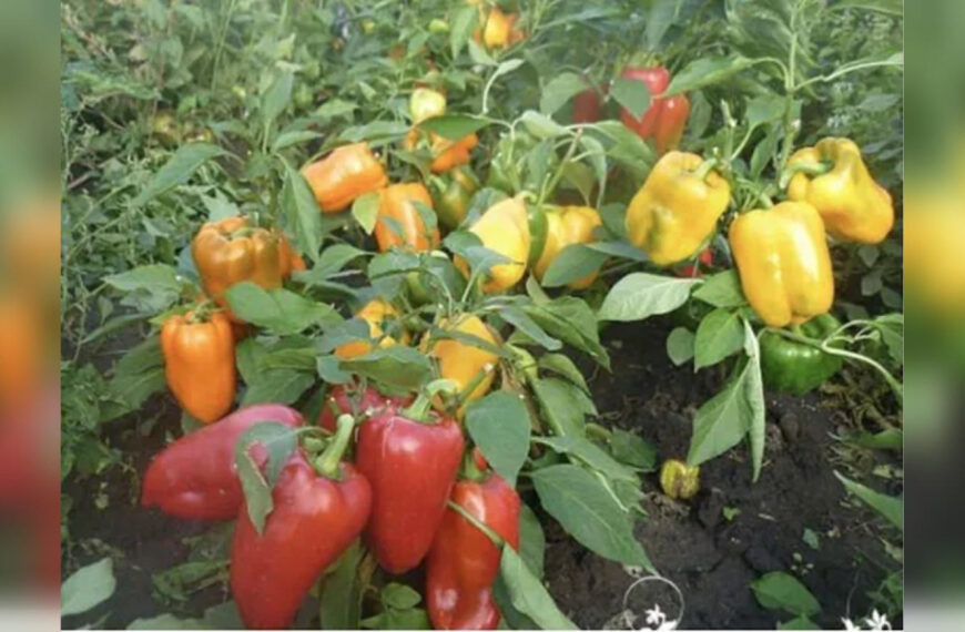 Незвичайно, але ефективно: чому досвідчені…