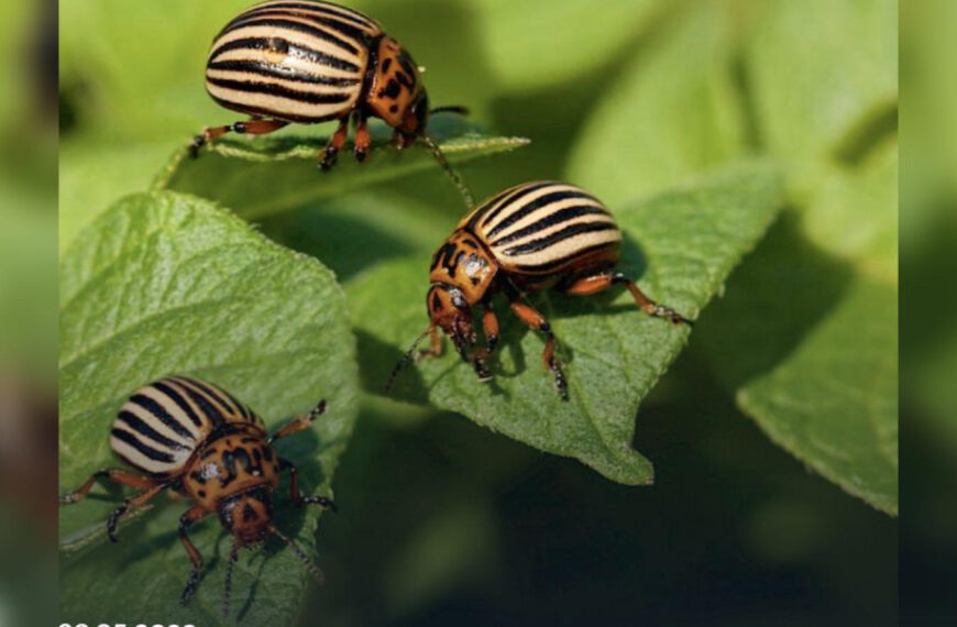 Захист від колорадського жука без&hellip;
