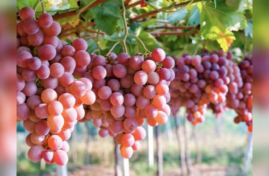 Що робити, якщо виноград на дачній ділянці…