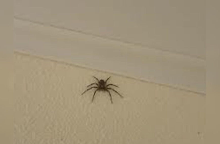 Як позбутися павуків у будинку: прості лайфхаки…