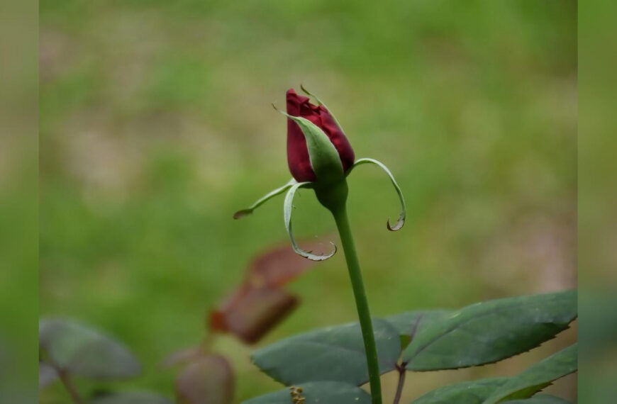 Чому не цвітуть троянди: основні причини…