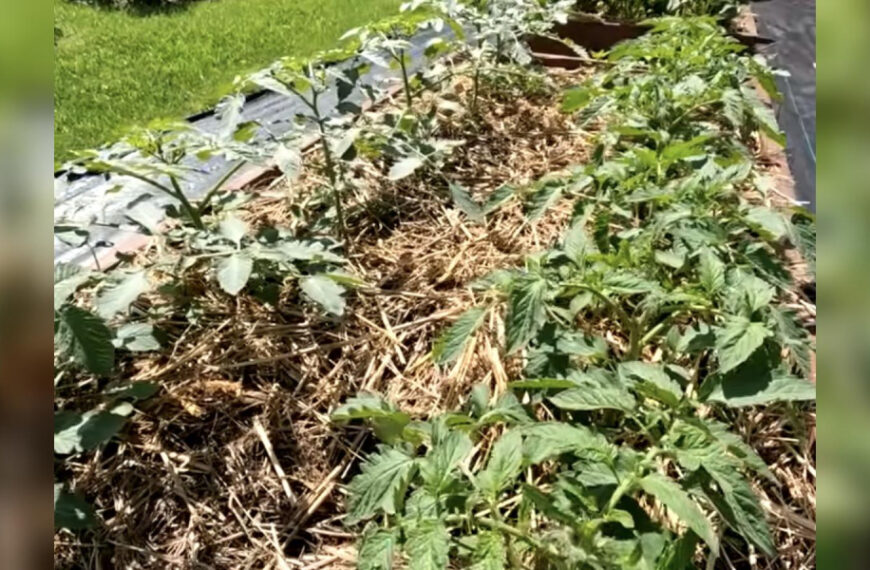 Коли кілька днів поспіль йшли…