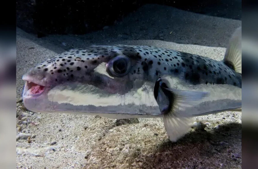 У Чорне море проникнув отруйний тропічний…