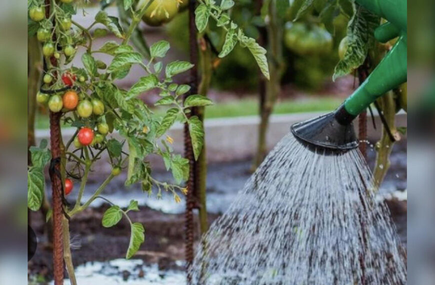 Спробуйте молоко та йод: чим поливати…