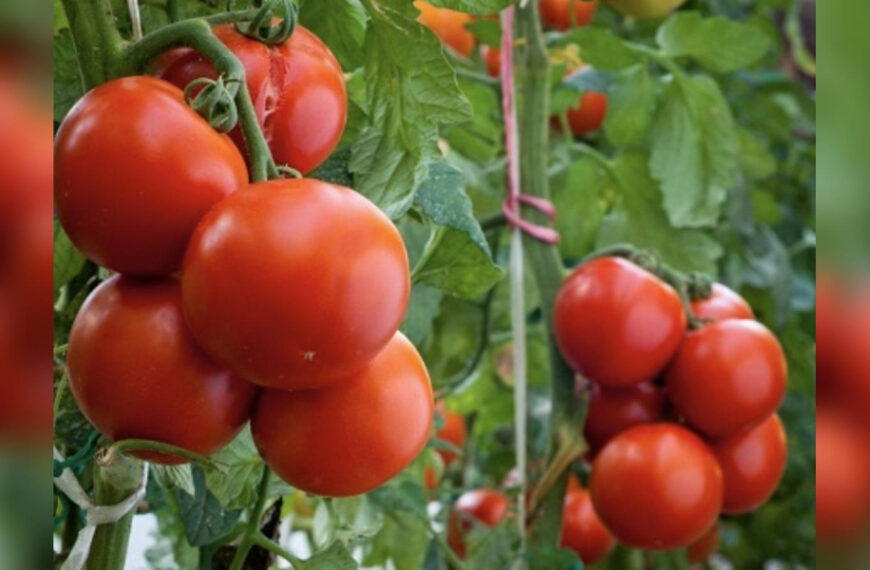 Яке листя потрібно видаляти у томатів,&hellip;