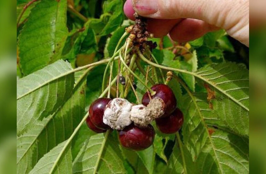 Як побороти гниль на вишні: прості та доступні…