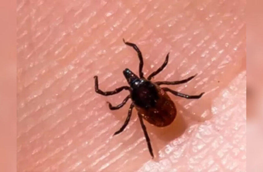 Як захиститися від кліщів на дачі: покрокова…