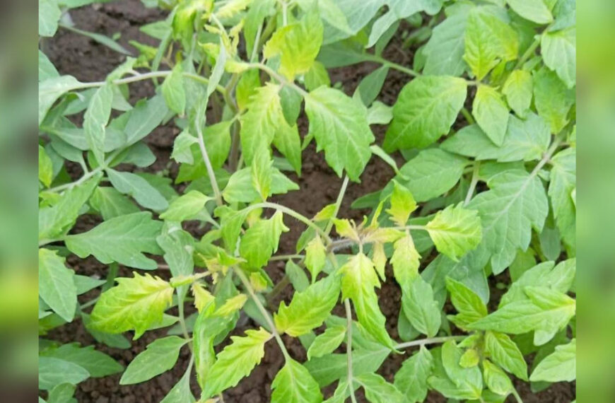 Не панікувати: господиня пояснила, що робити з рослинами,…