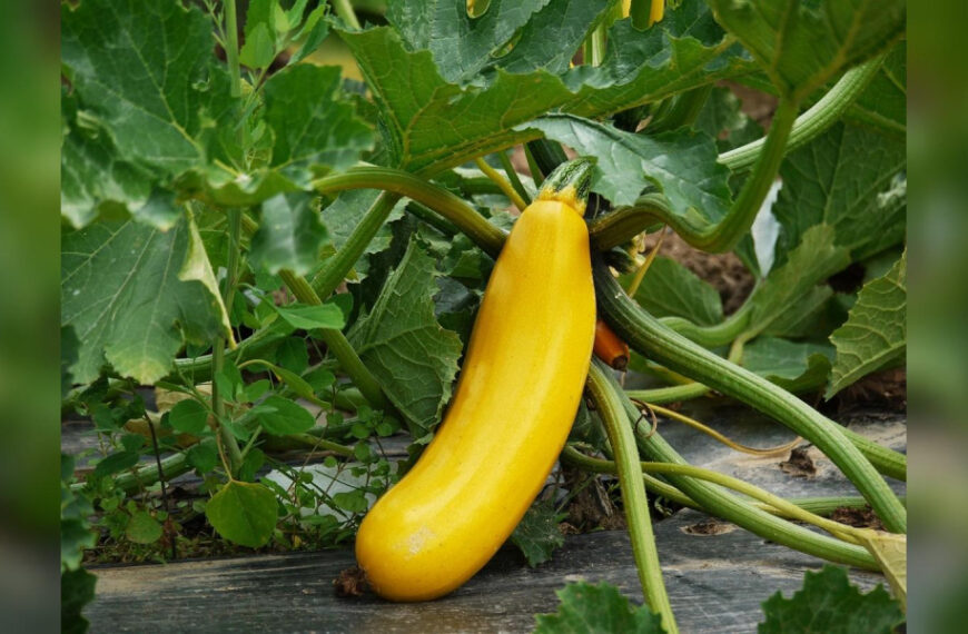 Вирощуємо кабачки по-французьки: у чому особливість…
