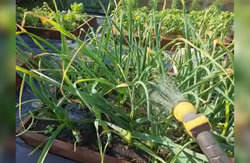 Останнє підживлення часнику: що дати рослині…