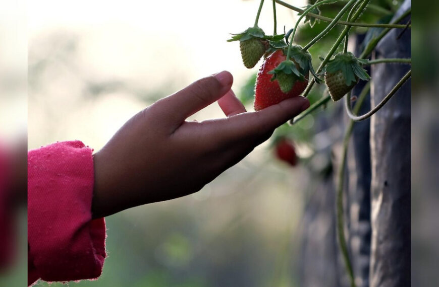 Полуниця буде великою та солодкою, як мед:…