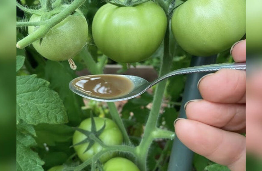 Червень не вибачає помилок: як правильно підживити…