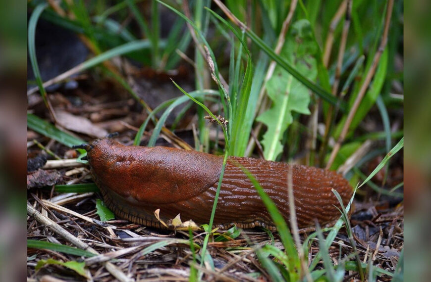 Як позбавитися слимаків та равликів на городі: чотири&hellip;