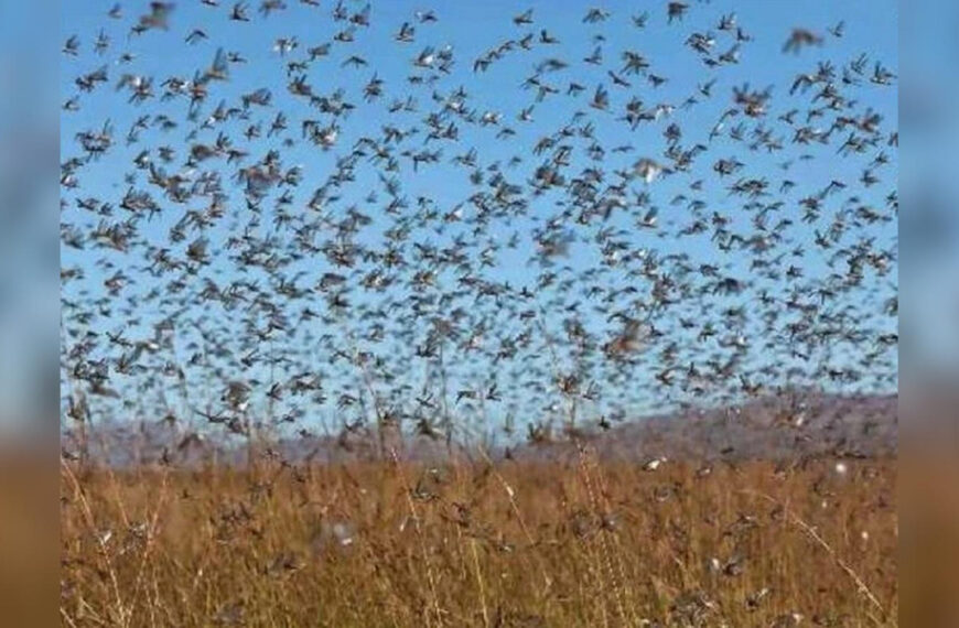 Хмари сарани атакують Південь України:&hellip;