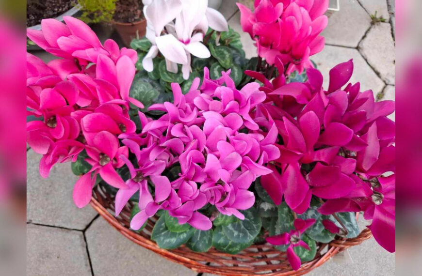 Зцілювальний сад: ці рослини обов’язково потрібно&hellip;