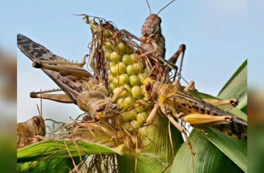 Чи така страшна сарана та з чим її їдять: що треба знати про шкідників, які насуваються на Україну