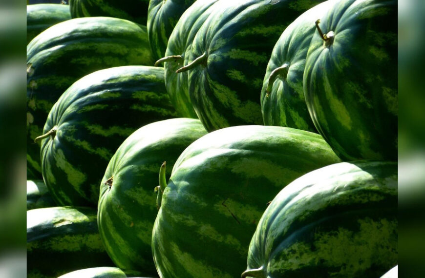 Перевірка на зрілість: як вибрати стиглий кавун за допомогою… нігтя