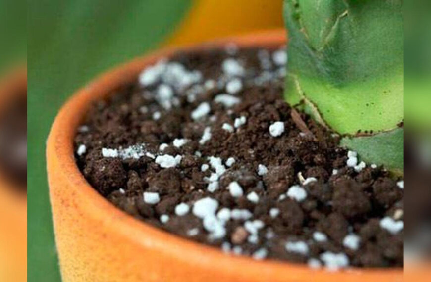 Грунт в горщику твердий, як камінь: цей&hellip;