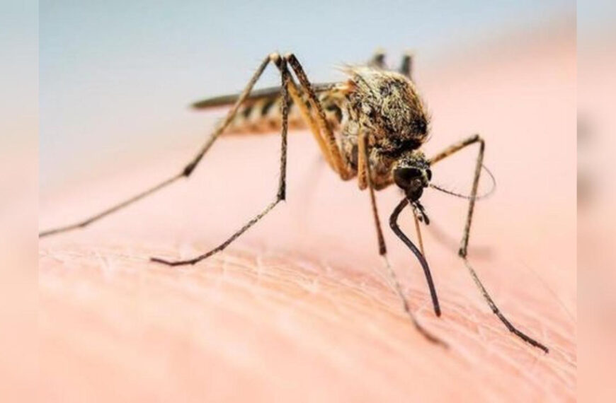 Посадіть лаванду та герань: як швидко та ефективно позбутись комарів у саду