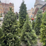 Дружина головного лісника Києва обросла нерухомістю та автомобілями