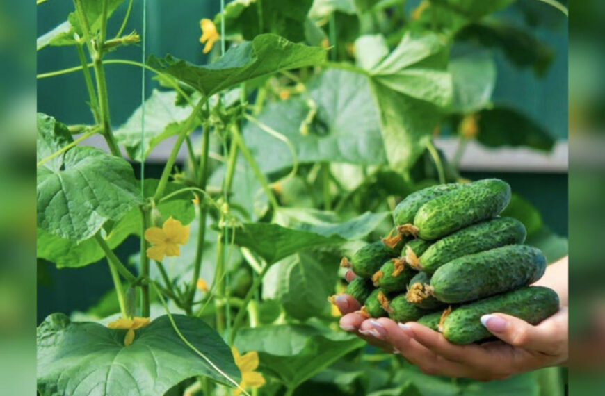 Дайте огіркам ці таблетки — і збирайте врожай&hellip;