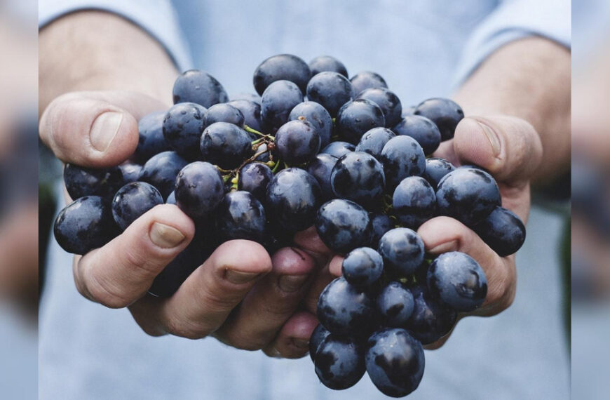 Ці ягоди підходять не всім: кому шкідливо&hellip;