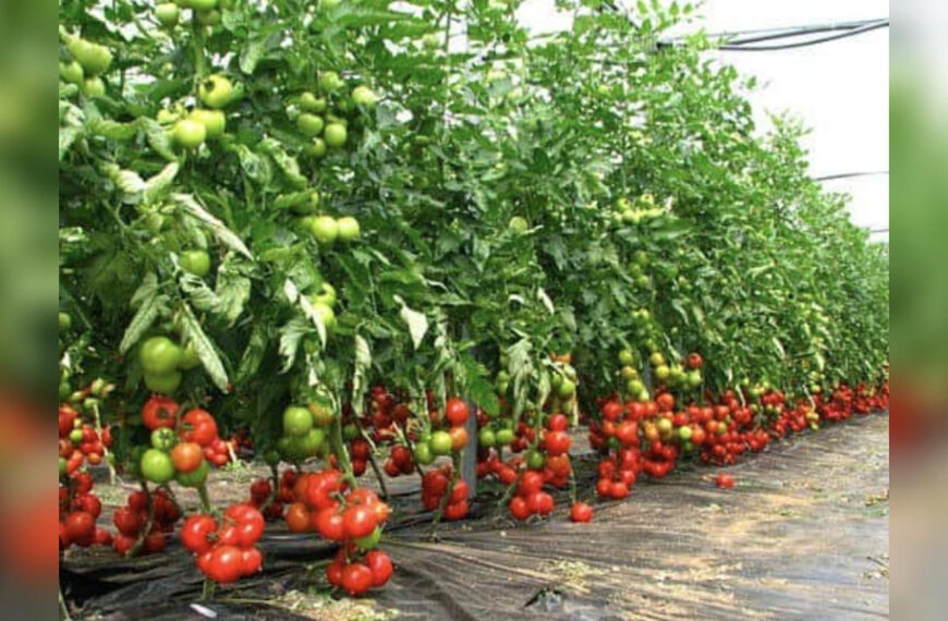 Захищаємо томати від хвороб: що важливо знати та зробити городнику