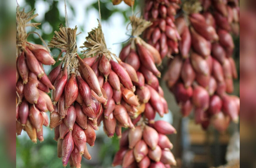 Не прогавте момент: досвідчені городники назвали найкращий час для посадки озимої цибулі у 2025 році