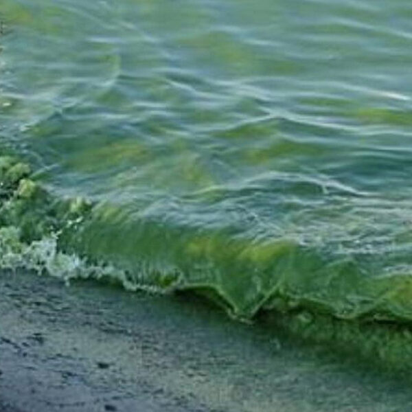 В Одесі «зацвіло» море: екологи розповіли, чим це небезпечно для здоров’я відпочиваючих