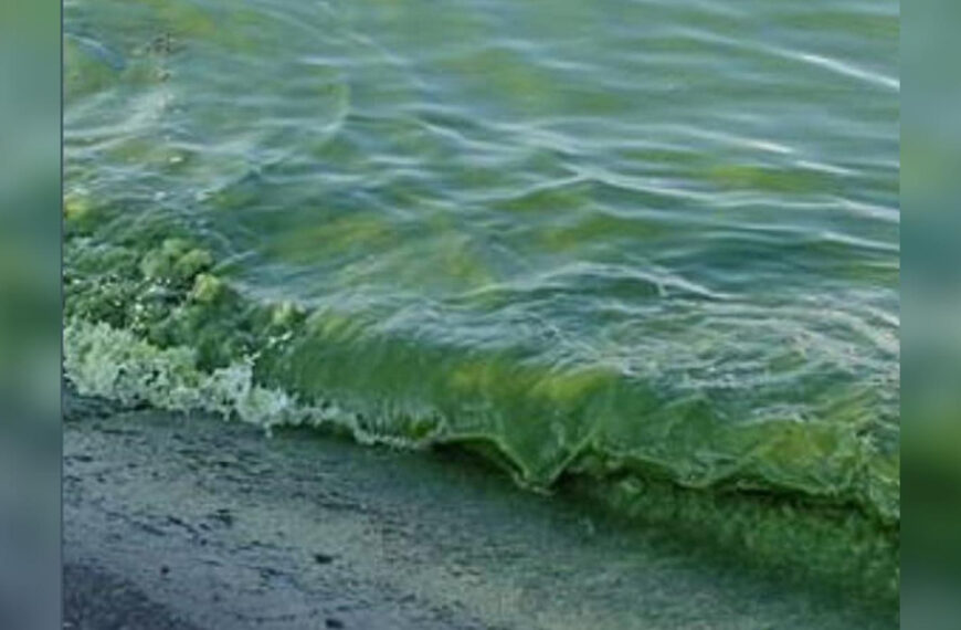 В Одесі «зацвіло» море: екологи розповіли, чим це небезпечно для здоров’я відпочиваючих
